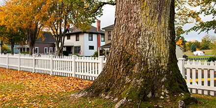 choosing the right tree