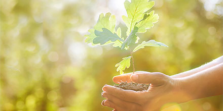 planting trees